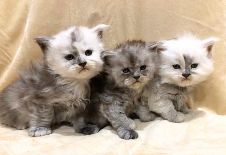 Yellowstonecoon Maine Coon kittens