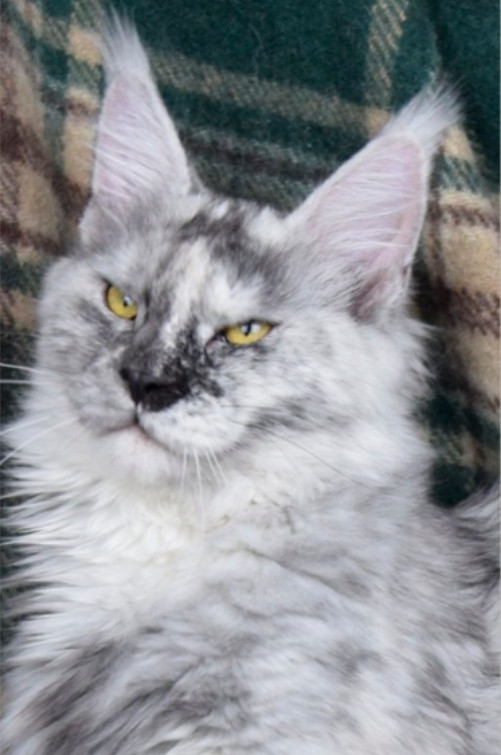 BLACK SMOKE TORTIE MAINE COON CAT