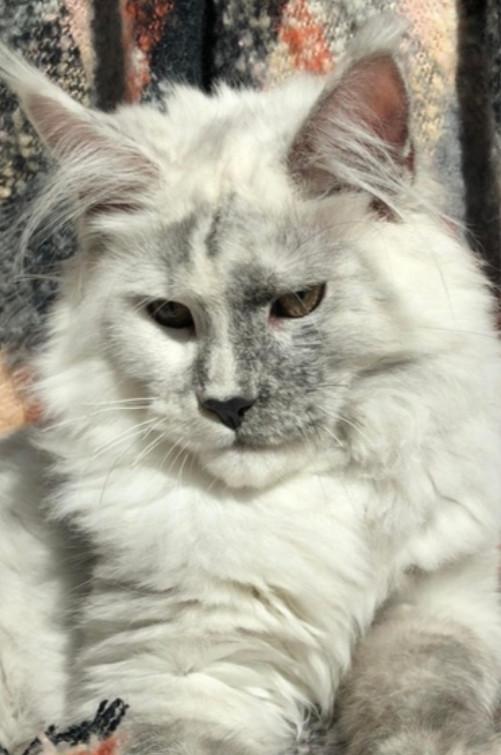 HIGH BLUE SMOKE MAINE COON CAT