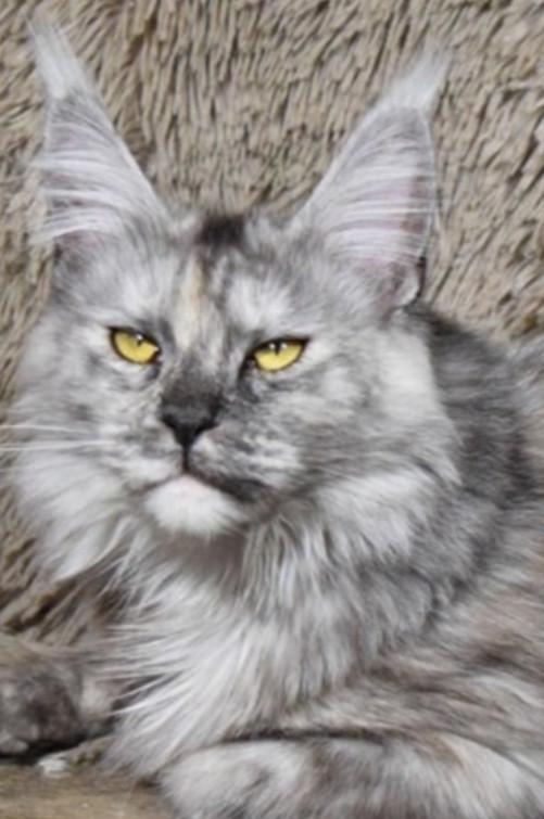 BLACK SMOKE TORTIE MAINE COON