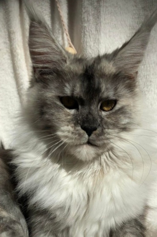 BLACK SMOKE TORTIE MAINE COON CAT