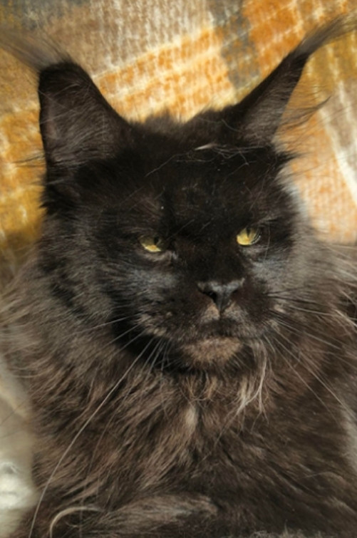 BLACK SMOKE MAINE COON CAT