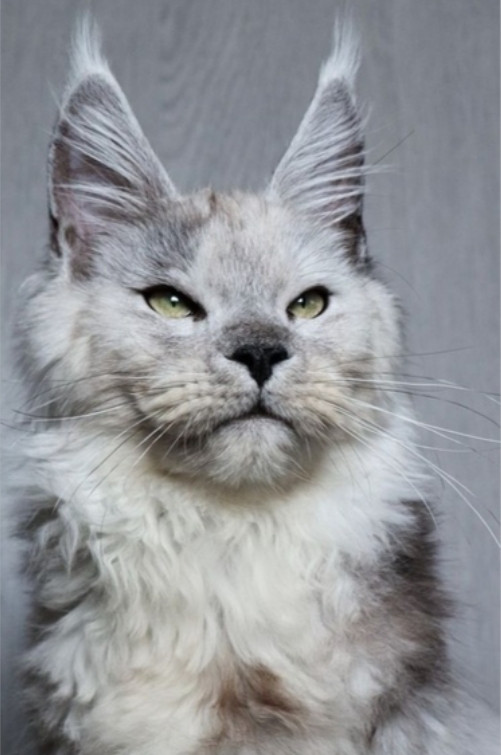 HIGH BLACK SMOKE MAINE COON CAT