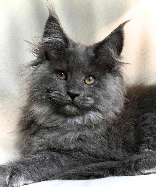 Maine Coon Kittens