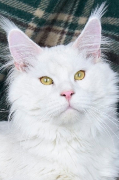 CREME SILVER SHELL MAINE COON CAT