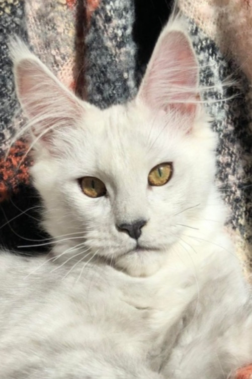 HIGH BLUE SMOKE TORTIE MAINE COON