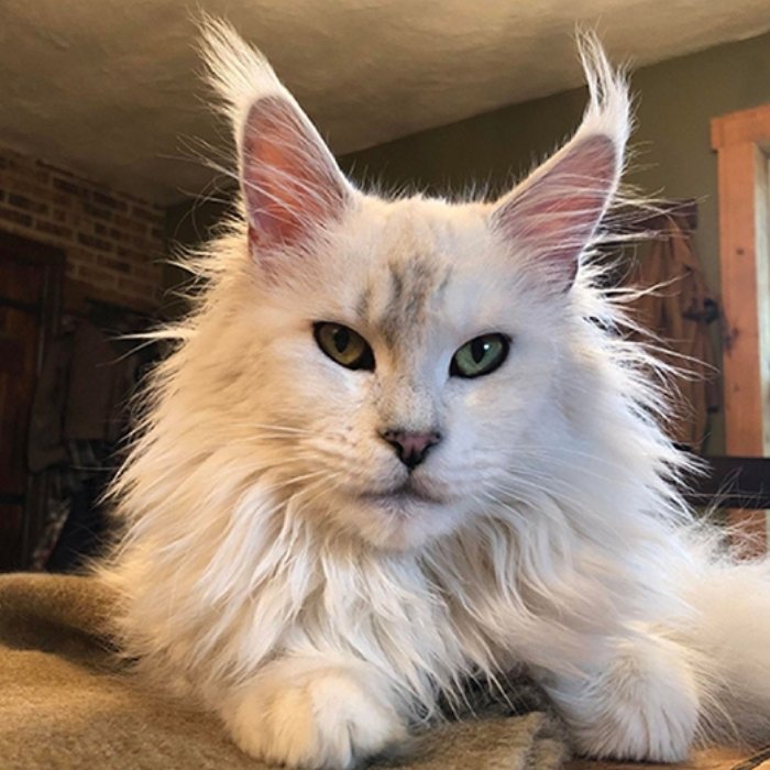 White Maine Coon cat