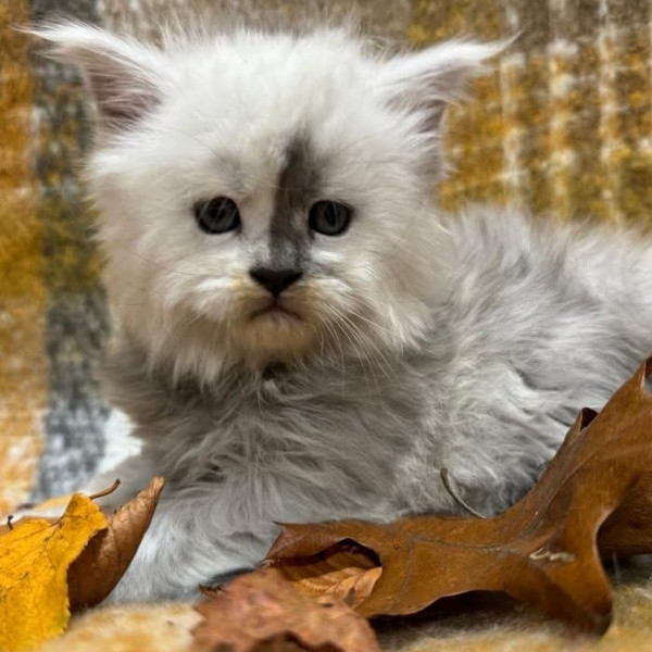Yellowstonecoon Maine Coon kittens