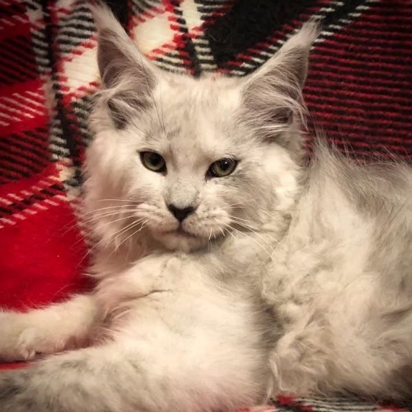 Yellowstonecoon Maine Coon kittens