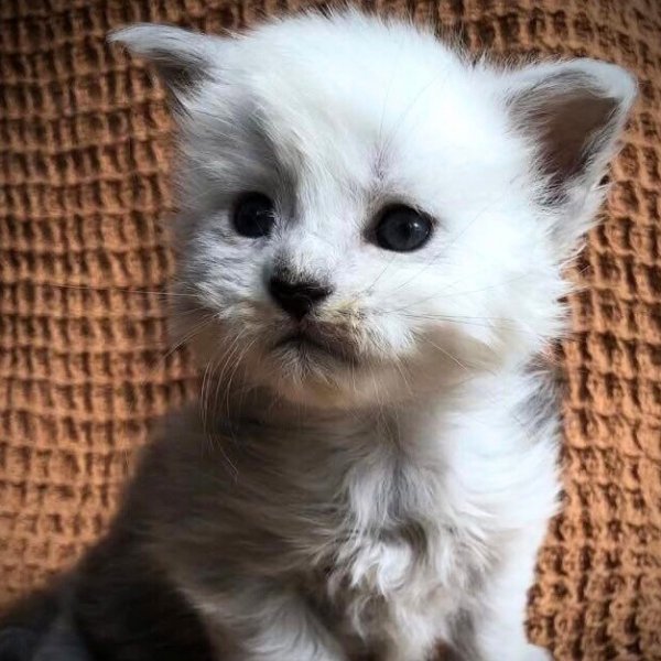 Yellowstonecoon Maine Coon kittens