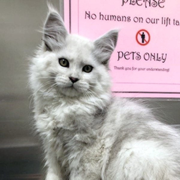 Maine Coon Kitten at the Vet