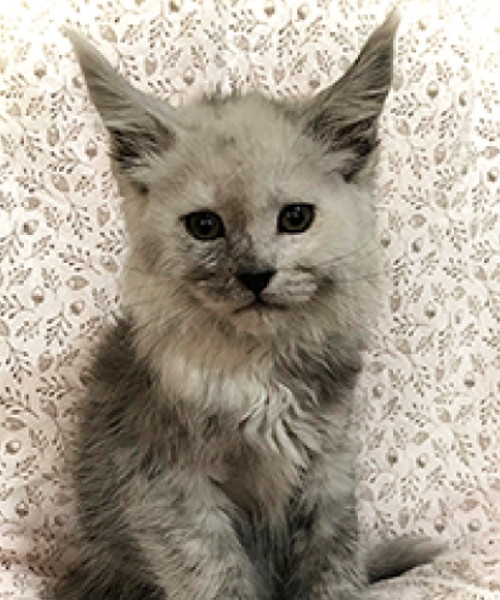 Yellowstonecoon Maine Coon kitten