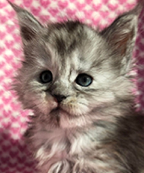 Yellowstonecoon Maine Coon kitten