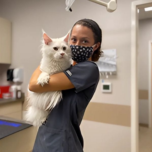 Maine Coon Cat Echo