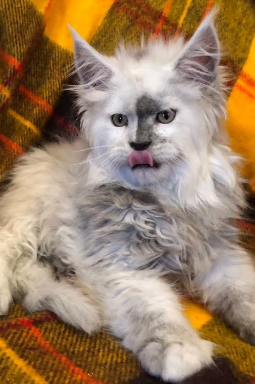 Yellowstonecoon Maine Coon kittens