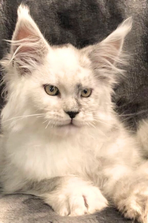 Yellowstonecoon Maine Coon kittens
