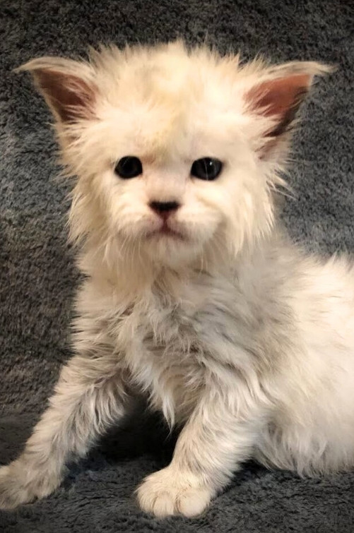Yellowstonecoon Maine Coon kittens