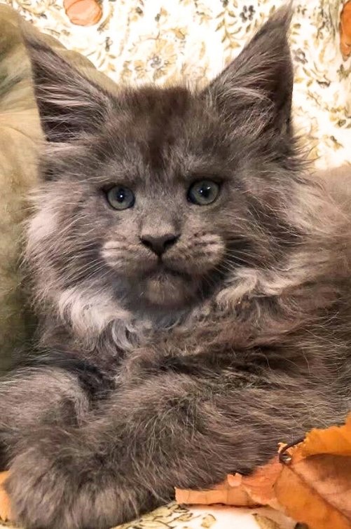 Yellowstonecoon Maine Coon kittens