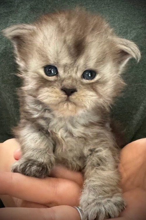 Yellowstonecoon Maine Coon kittens