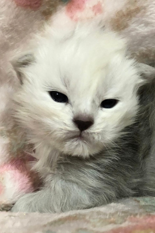 Yellowstonecoon Maine Coon kittens