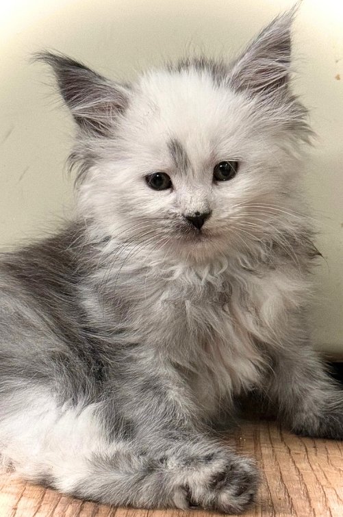 Yellowstonecoon Maine Coon kittens