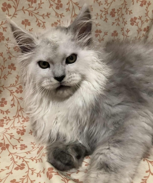 Available Maine Coon Kittens