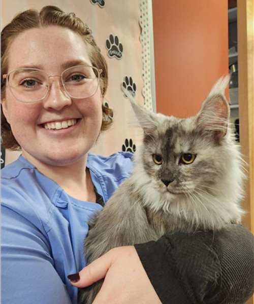 Yellowstonecoon Maine Coon cat at vet