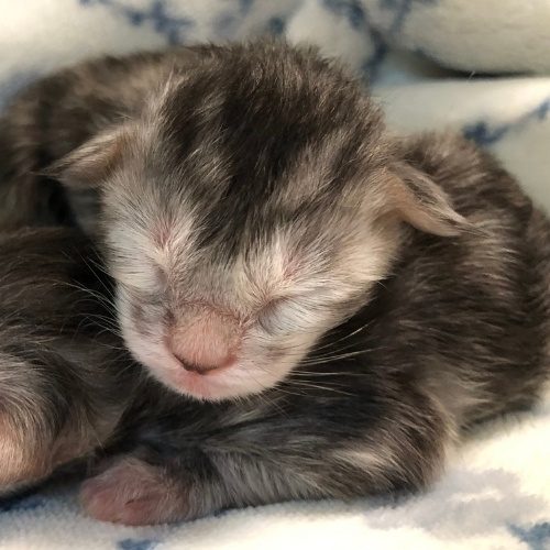 maine coon kittens