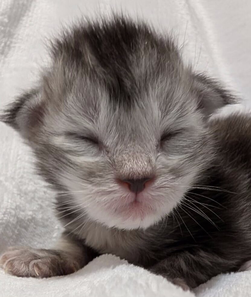 maine coon kittens