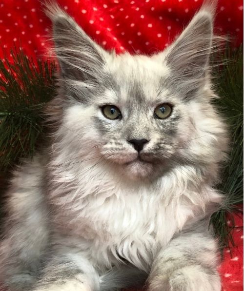 maine coon kittens yellowstone