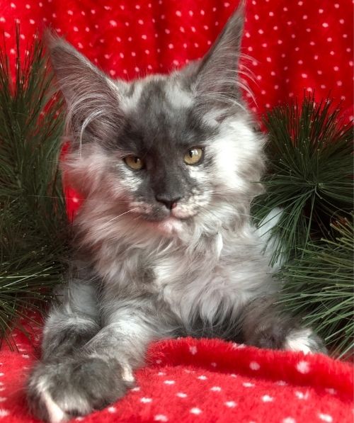 maine coon kittens yellowstone