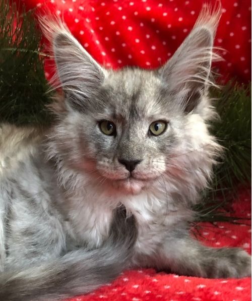 maine coon kittens yellowstone