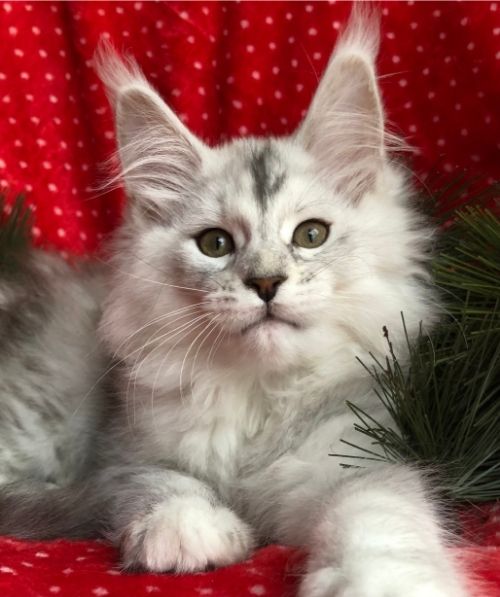 maine coon kittens pa