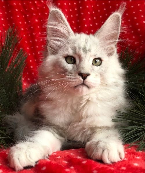 maine coon kittens yellowstone