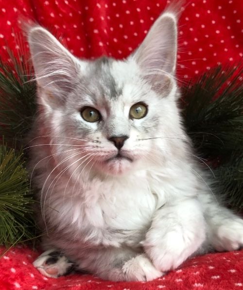 maine coon kittens yellowstone